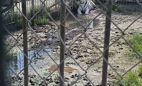 Aplinkosaugininkų patikrinimo Klaipėdos zoologijos sode rezultatai