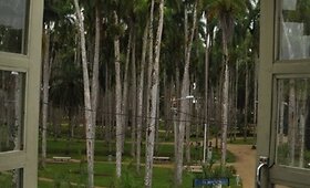 Surinamo džiunglės ir sostinė Paramaribo