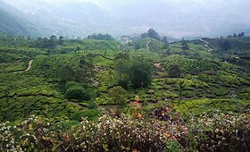 Indijos arbatos plantacijos