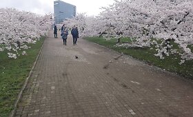 Sakurų parke &ndash; japonų turistų a&scaron;aros: Velykų rytą medžius čia i&scaron;vartė &scaron;iuk&scaron;liavežė