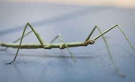 Po vienu stogu Palangoje krebžda de&scaron;imtys tūkstančių tarakonų, vorų, &scaron;imtakojų, skorpionų