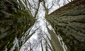 Balta žiemos akimirka &ndash; liepų pavėsinėje