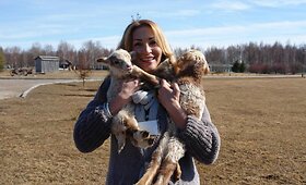 Malonūs Dainos Bosas rūpesčiai &ndash; mini zoologijos sodą papildė ėriukų vada
