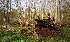 Vėjo neatlaikė vienas seniausių ir storiausių Lietuvos ąžuolų