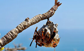 Stebinanti Sokotros fauna