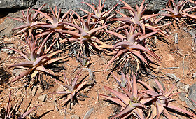 Sokotros flora &ndash; niekur kitur tokios nepamatysite
