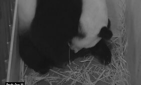 Panda Mei Xiang Va&scaron;ingtono zoologijos sode atsivedė du jauniklius