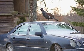 Netikėtas svečias Labanoro kaime &ndash; automobilio stogu čiuožinėjantis kurtinys