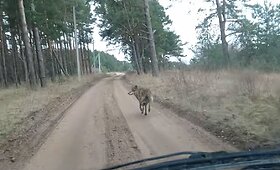 Monci&scaron;kėse pastebėtas lakstantis vilkas