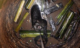 Į &scaron;ulinį įkritusio leopardo gelbėjimas