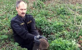 Latvijos pareigūnai i&scaron; &scaron;ulinio i&scaron;gelbėjo 10 ežių