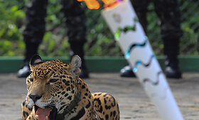 Jaguarė Olimpiados deglo ceremonijoje