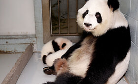 Dvynės pandos Mei Lun ir Mei Huan