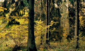 Skaitytojų įamžintas ruduo. Paskutinė konkurso &bdquo;Rudens stebuklai&ldquo; savaitė