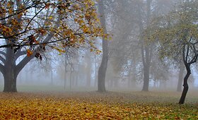 Skaitytojų užfiksuotas auksinis ruduo. Paskutinė konkurso &bdquo;Rudens stebuklai&ldquo; savaitė