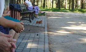 Parke gyvenančios voveraitės džiugina poilsiautojus