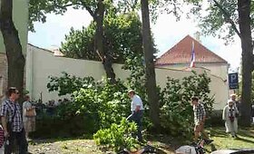 Medžių &scaron;akos ant automobilių stogų