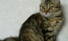 Katytė Tilė
