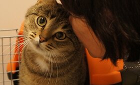 Nuostabusis Rainelis Joriukas ie&scaron;ko namų &scaron;ilumos