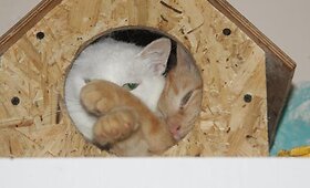 &Scaron;aunūs katinėliai Plukė ir Krokas ie&scaron;ko namų