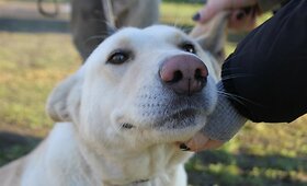 Labradoro mi&scaron;rūnė Ebė ie&scaron;ko namų