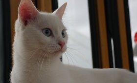 Žavusis Verdis kuo skubiau ie&scaron;ko namų