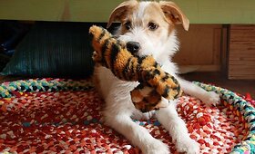 Naujininkuose dingo maža kalytė