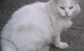 Karolini&scaron;kių Pelenės istorija: labai reikalinga pagalba