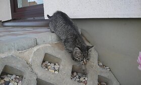 Vienui viena jau kelinta diena ji i&scaron;sigelbėjimo ie&scaron;ko
