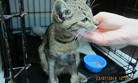 Katinukas sulaužytom priekinėm kojytėm. Laukia operacija
