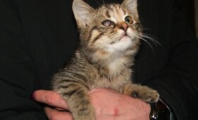 Katytė Bursa