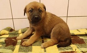 &Scaron;uniukai sanitarinėje tarnyboje laukia pagalbos