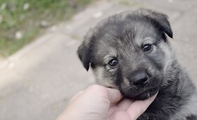 I&scaron;gelbėta nuo pijokų kompanijos, jaunutė Bafi ie&scaron;ko namų (nuotraukos) galerija