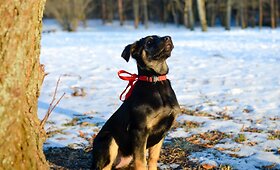 Dobermano grožį pavogusi, Triksė ie&scaron;ko namų!