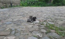 Pra&scaron;ome pagalbos gydant tauro kalno kačiukus ligoniukus!