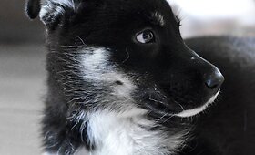 Dovanojama nuostabi 3 mėnesių vilk&scaron;unio mi&scaron;rūnė Diu&scaron;ė