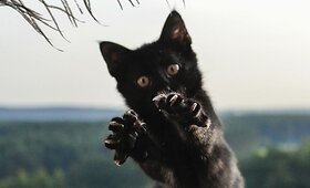 Žavi, 3 mėn. juodoji pantera Maja ie&scaron;ko &scaron;eimininkų!