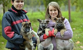 Didelis dovanojamų &scaron;uniukų pasirinkimas Tautmilės prieglaudėlėje!