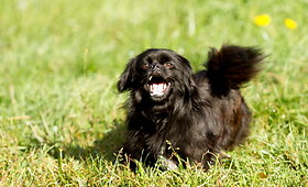Jaunas pekinuko mi&scaron;rūnas nebenori žiemoti lauke!