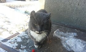 Gal galime padėti gatvėje susirgusiam katinėliui?