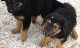 Skiepyti vilk&scaron;unio mi&scaron;rūniukai ie&scaron;ko savo namų!