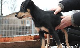 Kalytė-pinčeriukė ie&scaron;ko namų