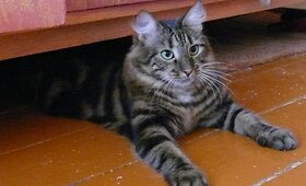 Melisa