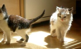 Grybo g. katinukai ie&scaron;ko namų