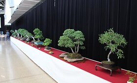 Japonijos tradicijos pristatomos lietuviams, arba kaip gaminti tikrus su&scaron;ius? (nuotraukos) galerija