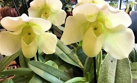 Orchidėjos &ndash; i&scaron;skirtinės gėlės