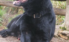 Džo ie&scaron;ko namų