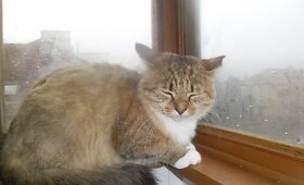 Magda