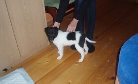 Maža kalytė ie&scaron;ko naujų namų (nuotraukos) galerija