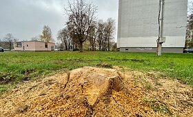 Sostinės &bdquo;Žirmūnų trikampyje&ldquo; kertami medžiai